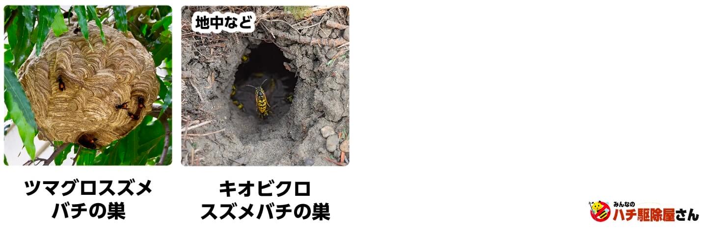 ツマグロスズメバチの巣、キオビクロスズメバチの巣