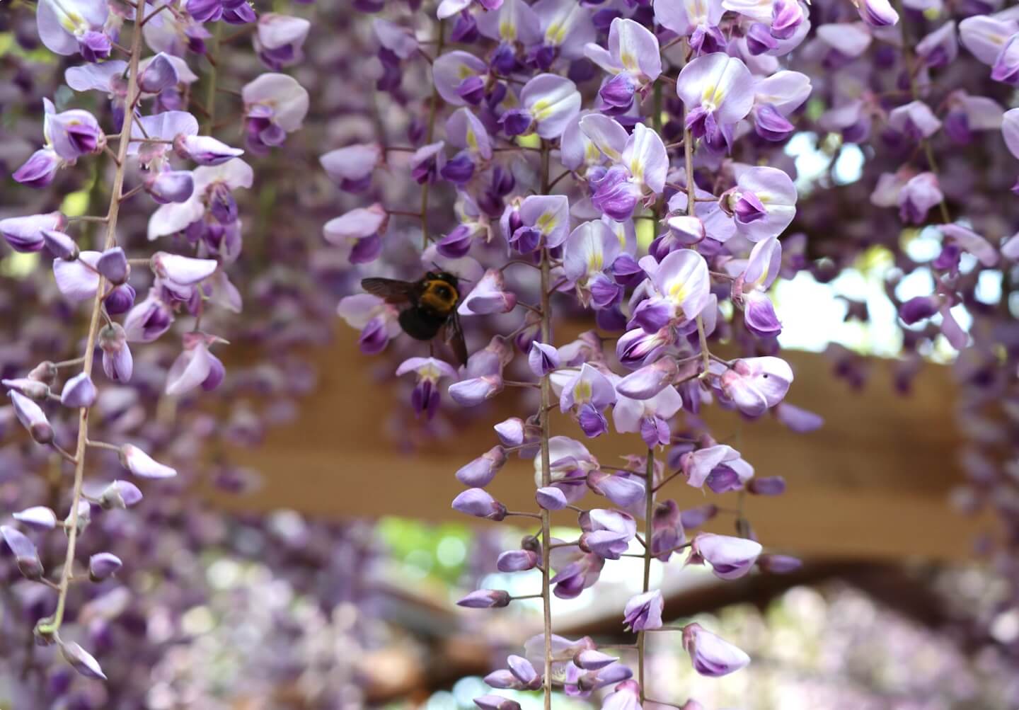 藤棚とクマバチ