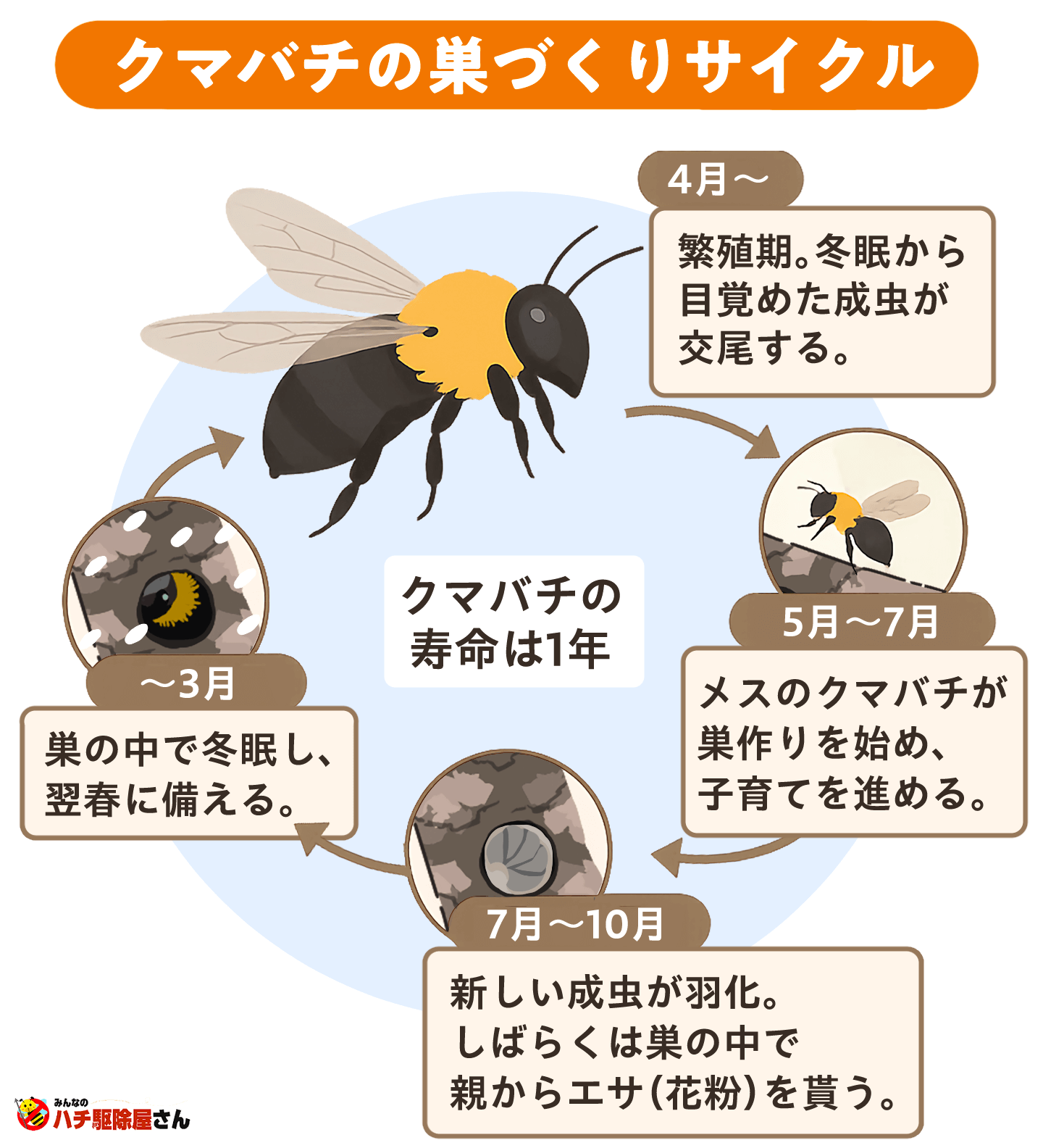 クマバチの巣づくりサイクル