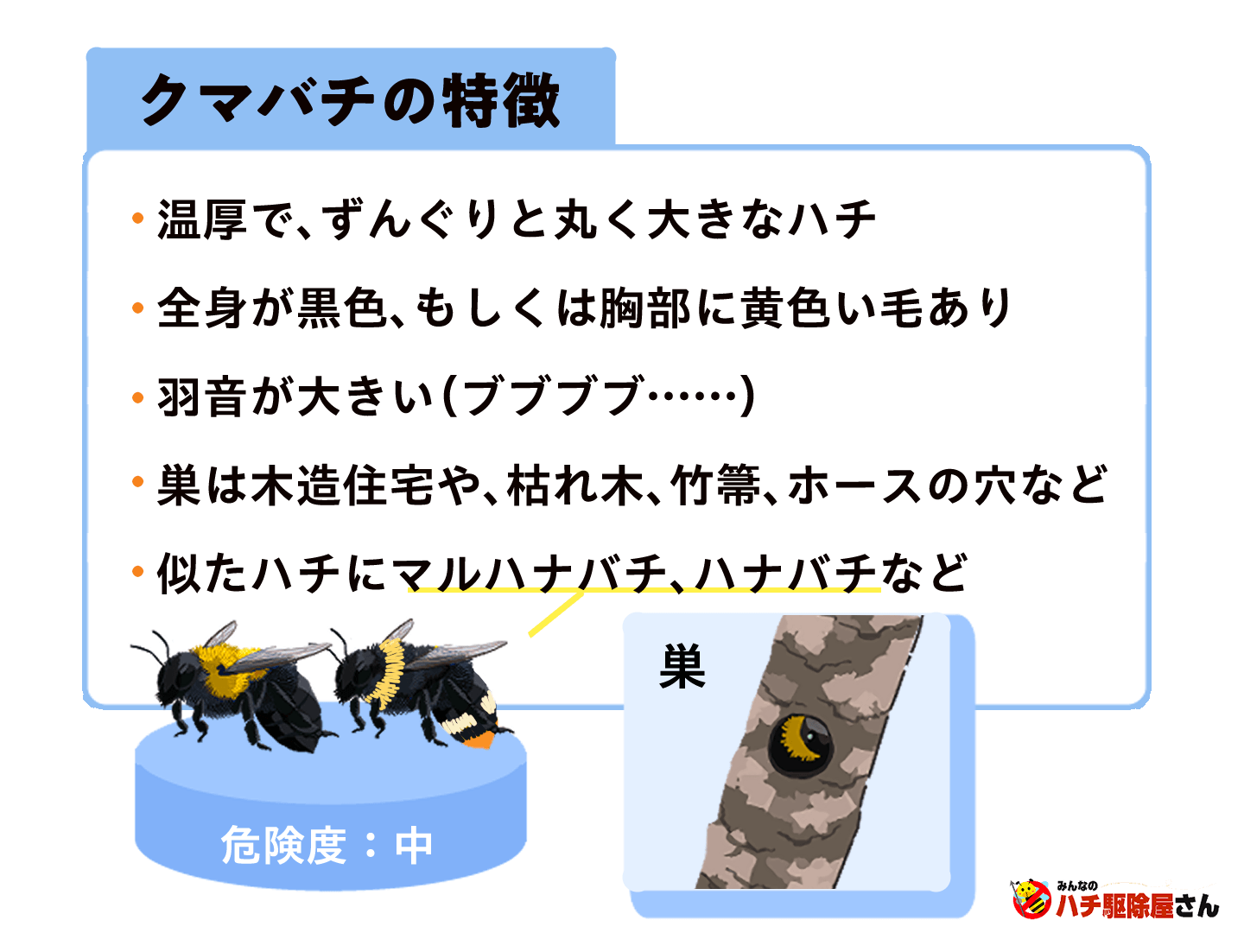 クマバチの特徴