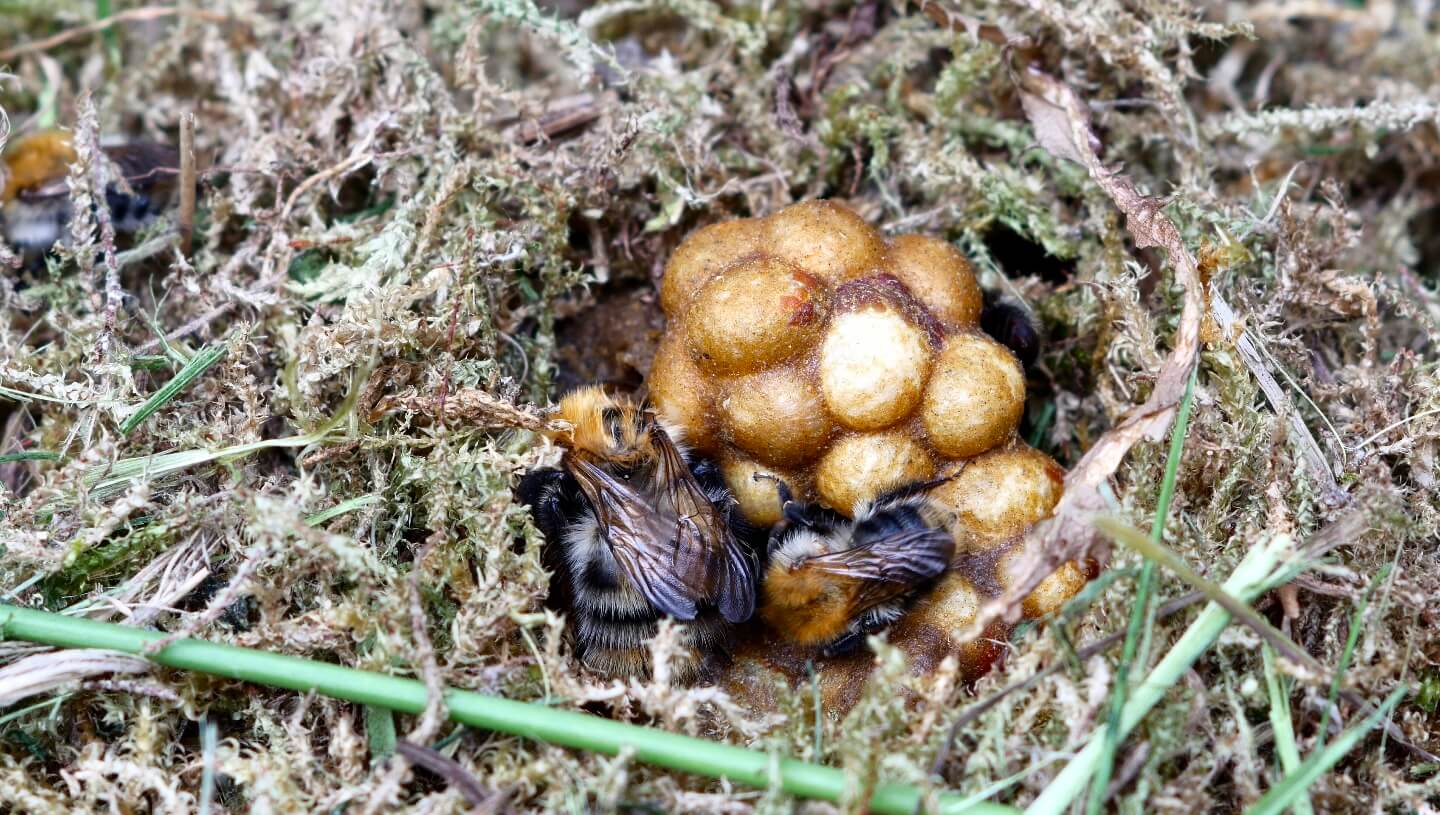 マルハナバチの巣室、密壺、繭、幼虫室(通常、ここまで見えることは稀)