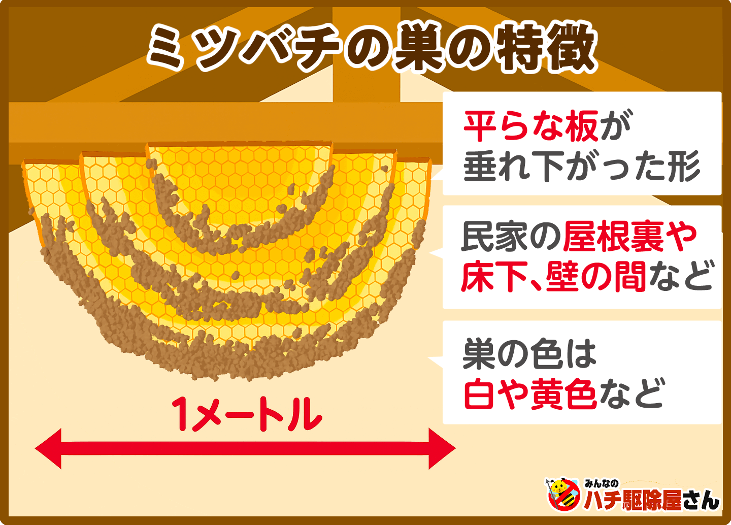 ミツバチの巣は最大1mほどにもなります。