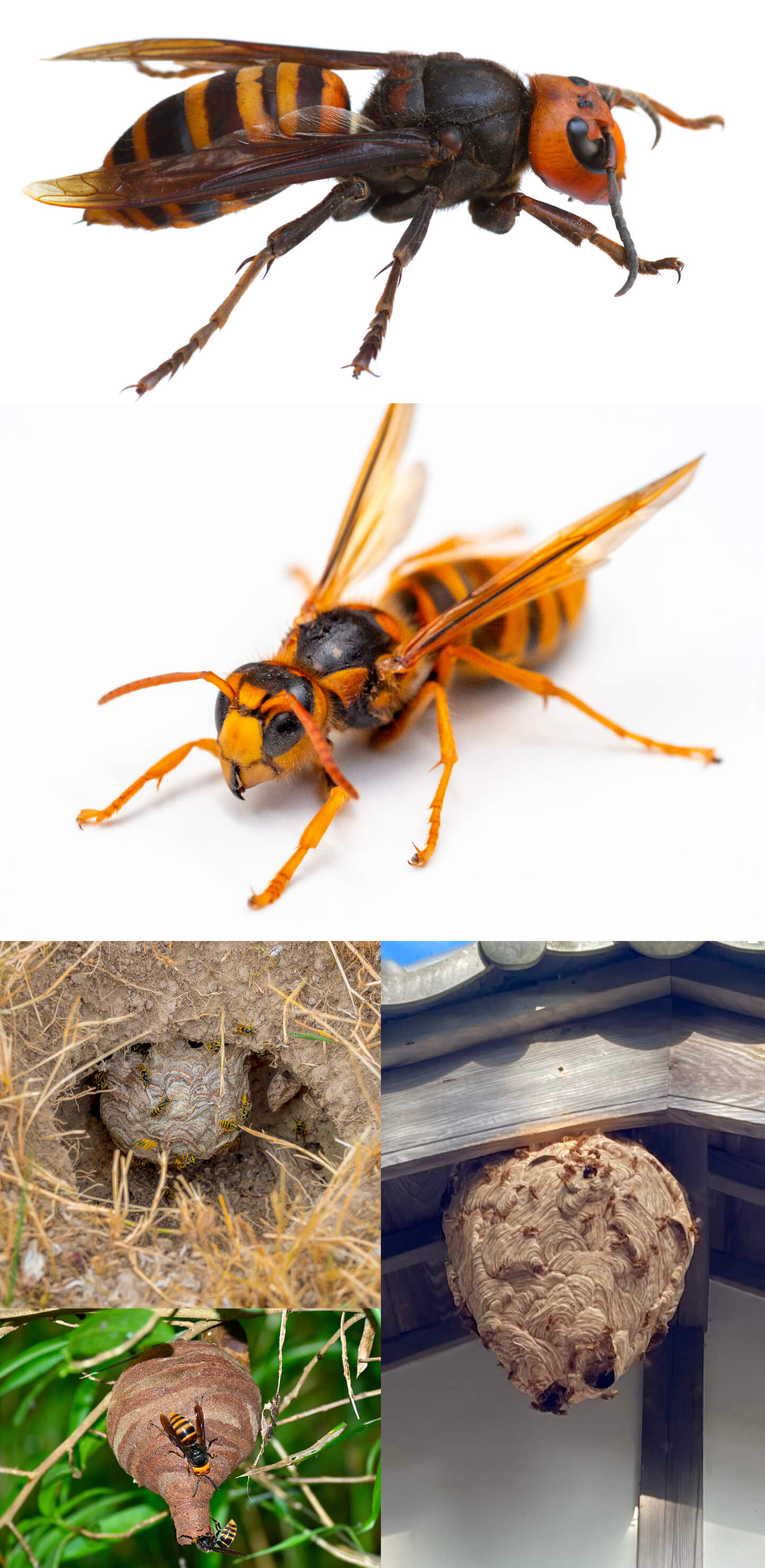 ズズメバチと巣