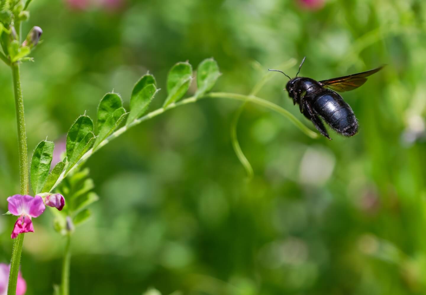 タイワンタケクマバチ
